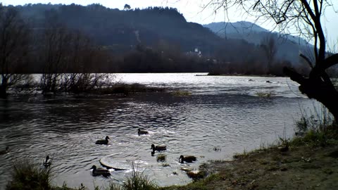 Ducks in Miño River as it passes through the Muiño da Veiga hot springs in Ourense, Galicia