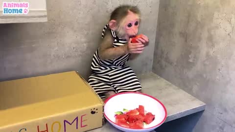 BiBi monkey steals duckling's watermelon then...