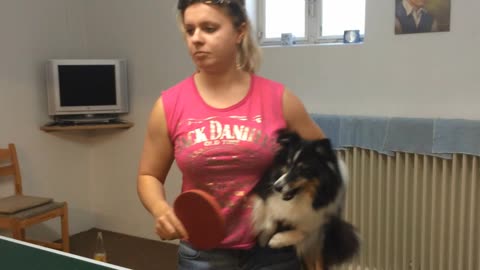 Dog anxious to play ping-pong