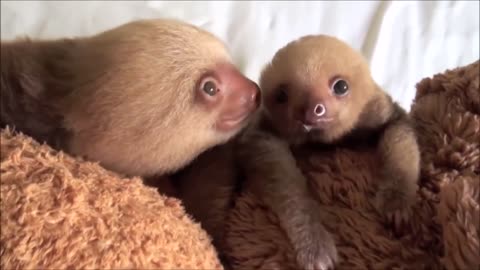 Baby sloths being try not to be sloths