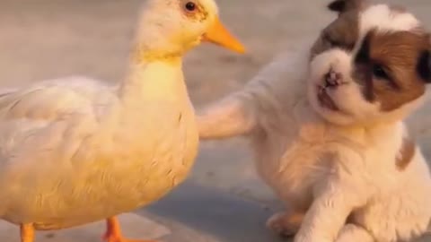 Funny behavior of friendship between a duck and a dog