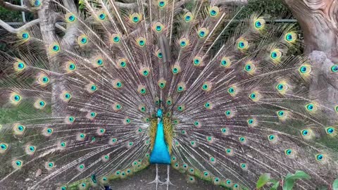 The peacock is happy when it opens its screen