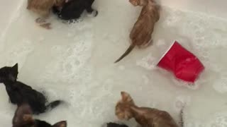 A bubble bath full of kittens