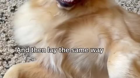 Funny dogs daily routine