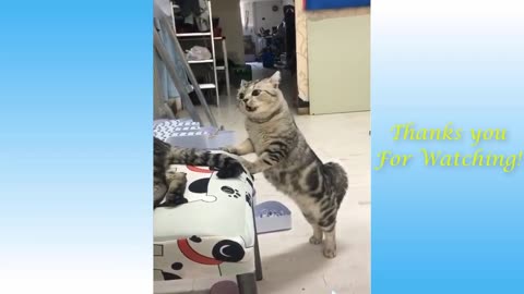 Cute baby animals doing funny things ♥️1 by Bubbly Animals Planet