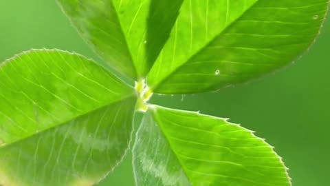 Four-Leaf Clover Superstitions