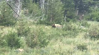 2018.07.19 Black Bear Cub Glacier National Park