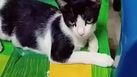 Cute funny cat compilation 2023