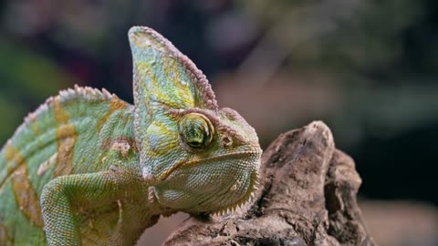 A chameleon looking out with our two round eyes