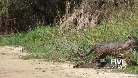 Jaguar Drowns Crocodile in Brazil