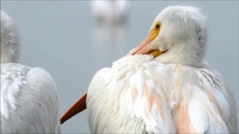 Beautiful Birds, The Red Golden Pheasant Bird Call Female Video