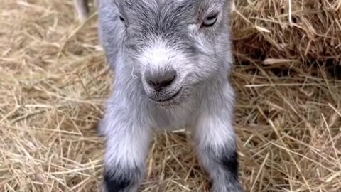 Giddy Up! Baby Goat's Hilarious Adventures Will Melt Your Heart