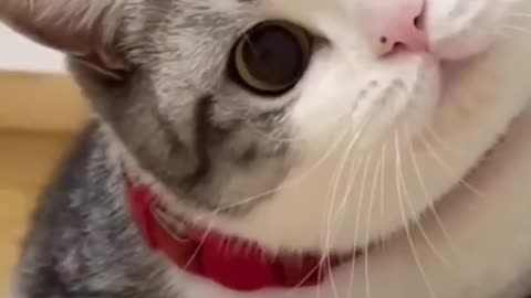 Funny/Cute animal videos - Funny cats