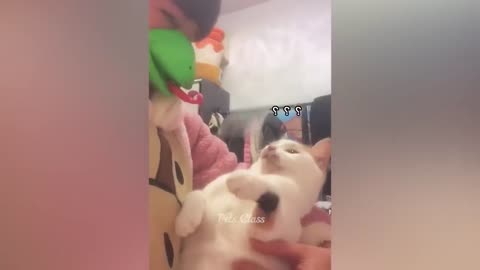 Funny cat and dog