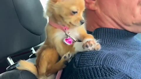 Look 🙈 it's Pinky 😲 and her driver #dog#puppy#view