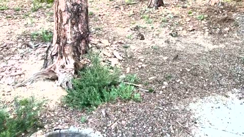 David Wilcock Hangout- Squirrels Laugh Uncontrollably After Hearing David Do It!