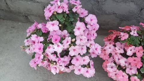 How To Grow Impatiens Flower Plant In Pot Best Flower Plant For Partial Sunlight Complete Video