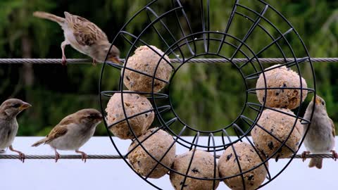 Sparrow is eating in group