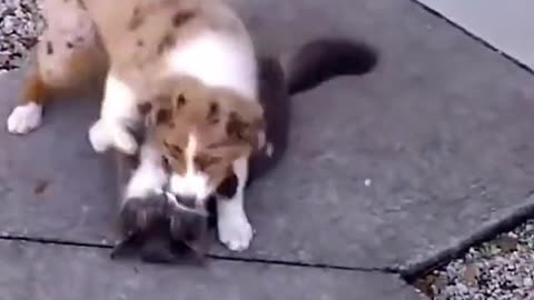 Funny cat dog video