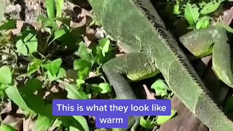 It's so cold in Florida iguanas are falling from the trees