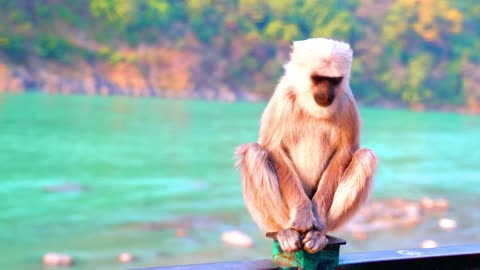 WILDLIFE MOMENTS in 4K VIDEO ULTRA HD - Best Monkey Moments