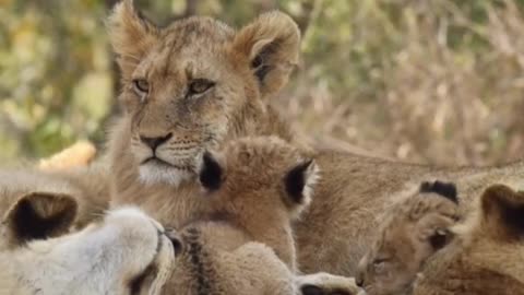 baby lion game