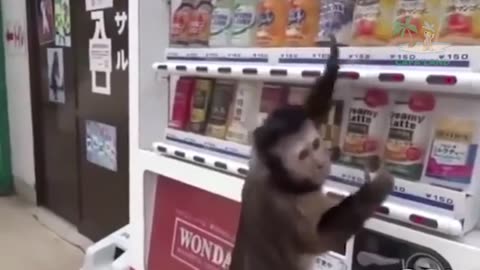 Funny monkey videos #2023