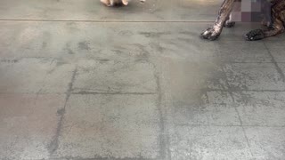 Two 8-Month-Old Puppies Meet