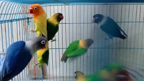 Lovebird Breeder Pairs