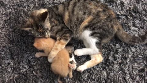 Mom Cat Cleaning Her Kitten By Force