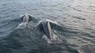 Dolphins Play Around a Boat at the Farne Islands