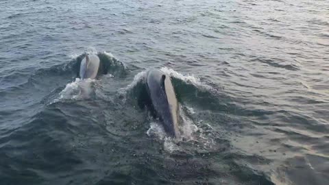 Dolphins Play Around a Boat at the Farne Islands