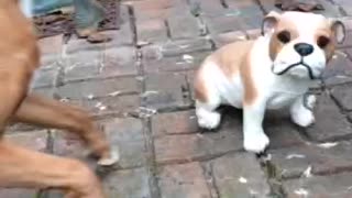 Boxer desperately attempts to befriend ceramic dog