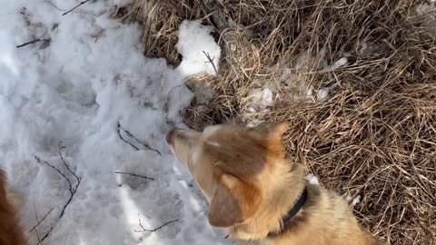 When Walking The Dogs Becomes A Game Of Dodging The Moose