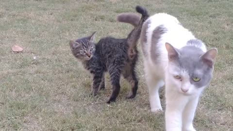 Adorable Kittens Asking For Milk But Mother Cat Ignoring Them