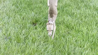 Greyhound Does Handstand on Wet Grass