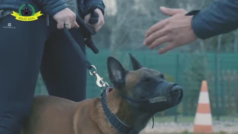 Hiro le Malinois Agressif de 7 Ans Agressif avec la Méthode EDUC DOG