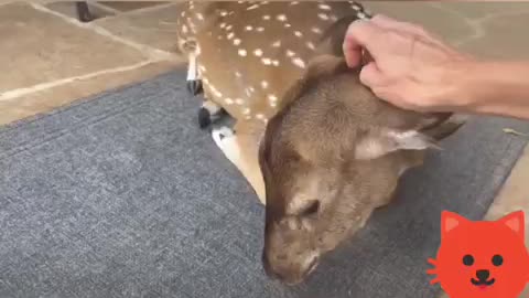 Rescued Deer Thinks She’s A Adorably Doggy