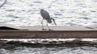 Great Blue Heron Grabbing a Fish in Slow-motion