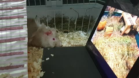 Baby Rozy - Likes to watch TV