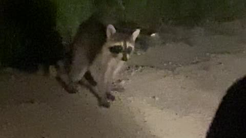 Raccoon