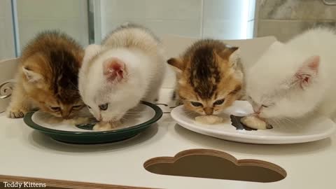 Asmr, I WANT to EAT British Shorthair kittens.