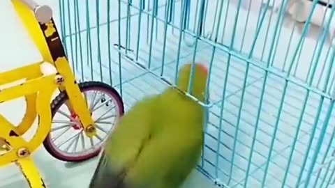 Parrot smart show