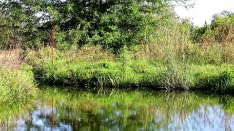 Eaux turquoises 🎧 bruit de l'eau rivière au canada Gold Creek - 100 % Relaxation