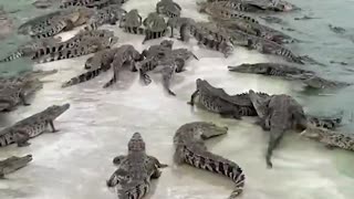 Farmer feeds crate of fresh meat to over 10,000 alligator