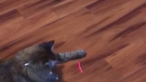 Cat Vs Laser Pointer 🐈 😂 - Funny Animal Reaction Videos #shorts