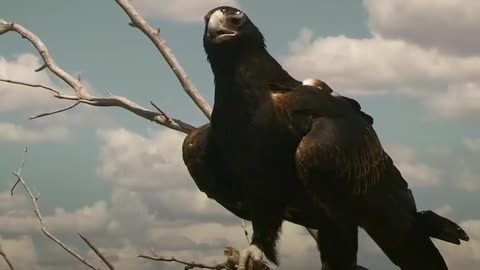 a wedge-tailed eagle hunting rabbit