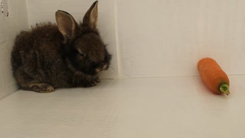 The lovely little bunny refused to eat carrots because he is not used to his new home