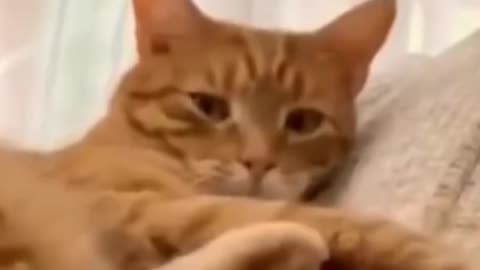 Funny cat kicks self with leg Funny video 😸😻😄😍