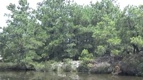 Caballos salvajes se refrescan en un canal en Carolina del Norte